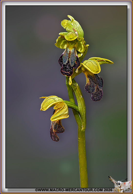 Ophrys des lupercales
